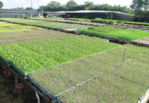 IN THE GARDEN | Home-grown vegetables for the table