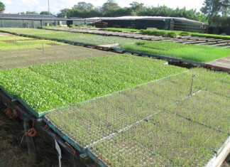 IN THE GARDEN | Home-grown vegetables for the table